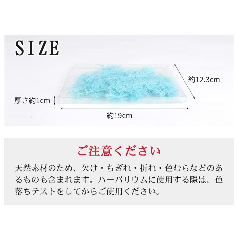 ドライフラワー 蓬莱松 リーフ 葉 花材 メール便対応 ハーバリウム ワックスサシェ ボタニカルキャンドル リース D Flower 37 東京タカラネイル 通販 Yahoo ショッピング