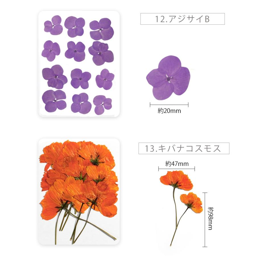 押し花 ドライフラワー 野草 レジン封入 ナチュラル ボタニカル レジン