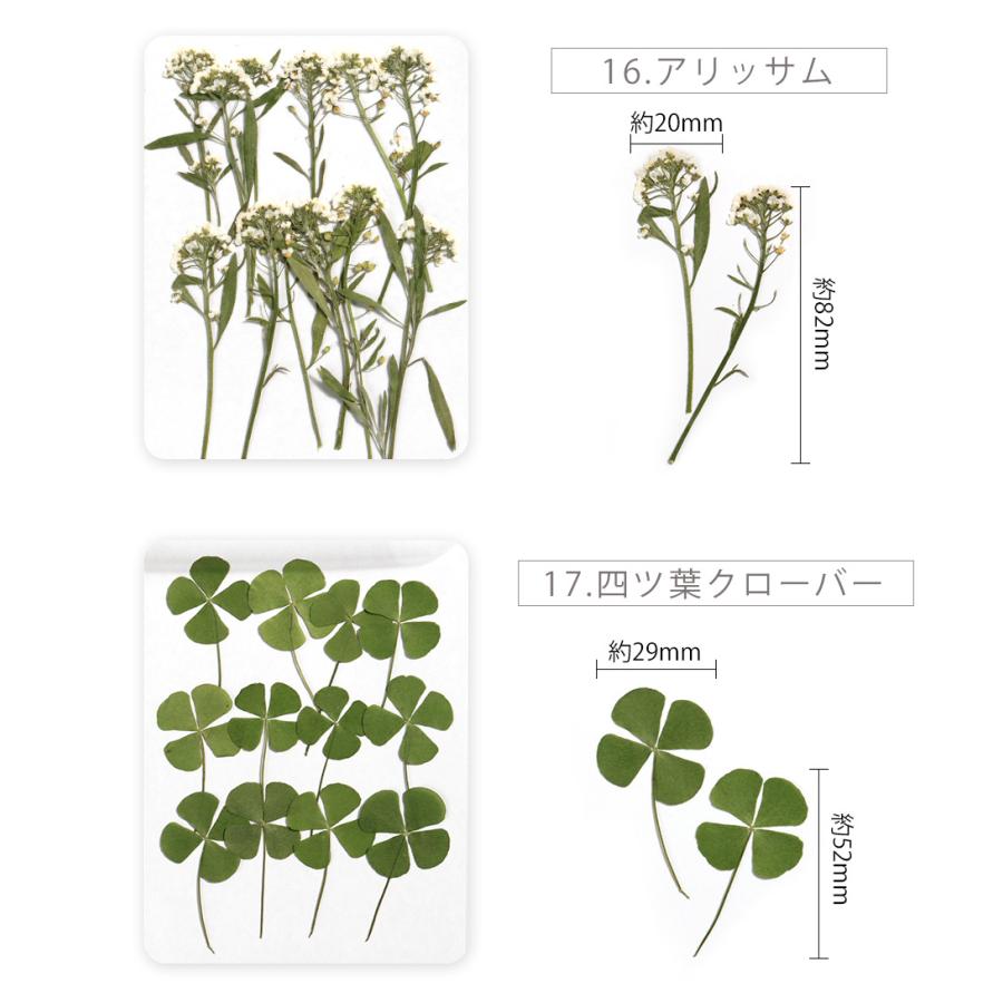 押し花 ドライフラワー 野草 レジン封入 ナチュラル ボタニカル レジン液 メール便対応 野花 全18種 D Flower 39 東京タカラネイル 通販 Yahoo ショッピング