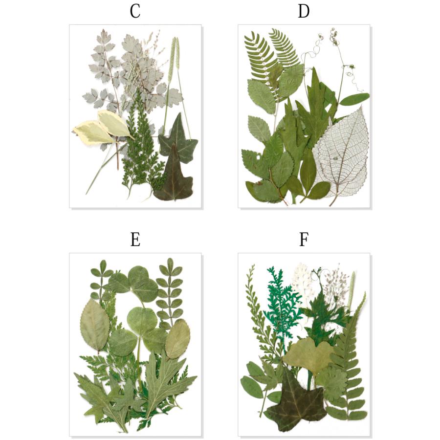 押し花 ドライリーフ ドライフラワー 葉 葉っぱ 紅葉 グリーンリーフ レジン封入 ナチュラル ボタニカル 【メール便対応】｜takaranail｜05