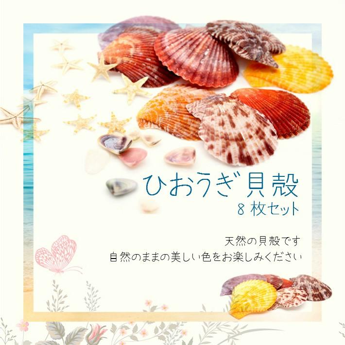 貝殻 小さな貝殻 ひおうぎ貝殻 8枚セット メール便対応 Uvレジン 手作りアクセサリー 夏パーツ デコパーツ 天然貝 Rsnacc019 東京タカラネイル 通販 Yahoo ショッピング