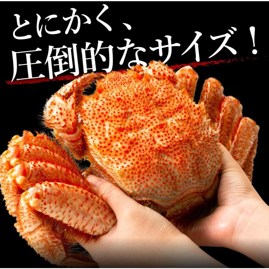 幾何学 テレマコス 佐賀 毛ガニ 通販 特大 Ayubovan Jp