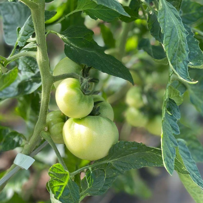 株式会社 農笑塾 とまと道楽／完熟大王 1kg（約9~16玉） トマト : 飛騨