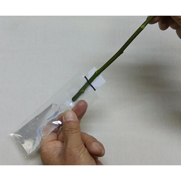 切り花用保水キャップ「プチエコゼリー　Ｓ　10ｇ」　業務用(内容：エコゼリー約１０ｇ×200個入り) |  | 06