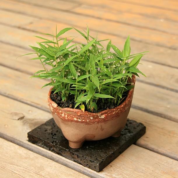 オロシマチク 於呂島竹 5号盆栽4 Bon5oro4 竹の緑 通販 Yahoo ショッピング