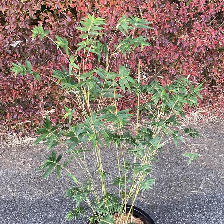 ベニホウオウチク(紅鳳凰竹)の鉢植え : 竹の緑 - 通販 - Yahoo