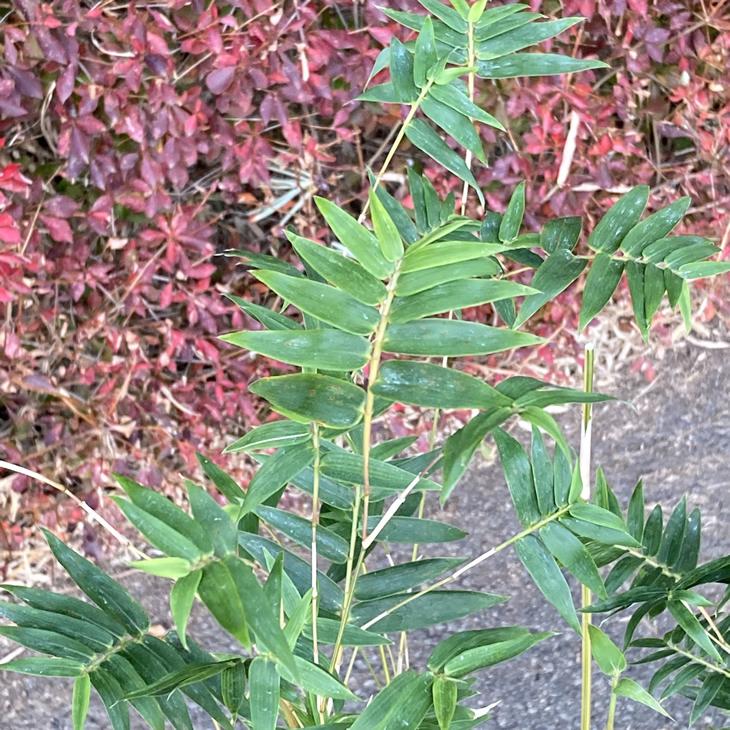 紅鳳凰竹　ベニホウオウチク ベニホウオウチク(紅鳳凰竹)の鉢植え : 竹の緑 - 通販 - Yahoo