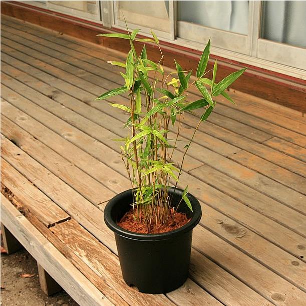 ホウライチク 蓬莱竹 の鉢植え Hhou 竹の緑 通販 Yahoo ショッピング