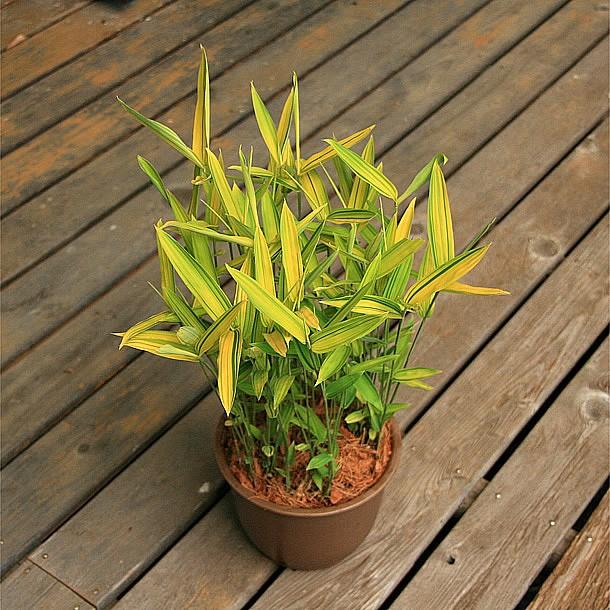 カムロザサ(禿笹)の鉢植え : 竹の緑 - 通販 - Yahoo!ショッピング