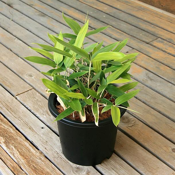 クマザサ(隈笹)の鉢植え : 竹の緑 - 通販 - Yahoo!ショッピング