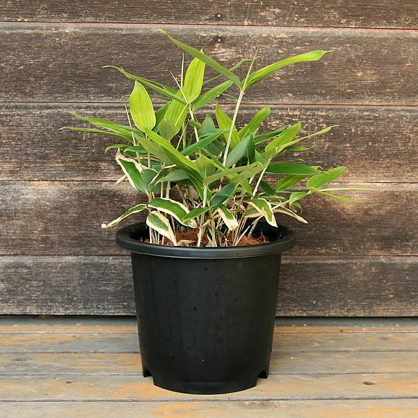 クマザサ(隈笹)の鉢植え : 竹の緑 - 通販 - Yahoo!ショッピング