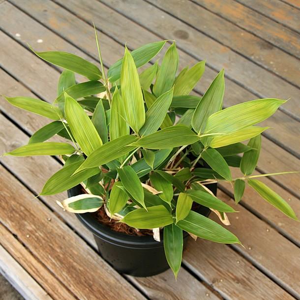 クマザサ(隈笹)の鉢植え : 竹の緑 - 通販 - Yahoo!ショッピング