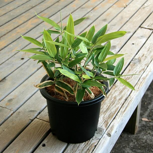 クマザサ(隈笹)の鉢植え : 竹の緑 - 通販 - Yahoo!ショッピング