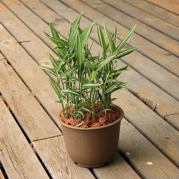 チゴザサ(稚児笹)の鉢植え |  | 03