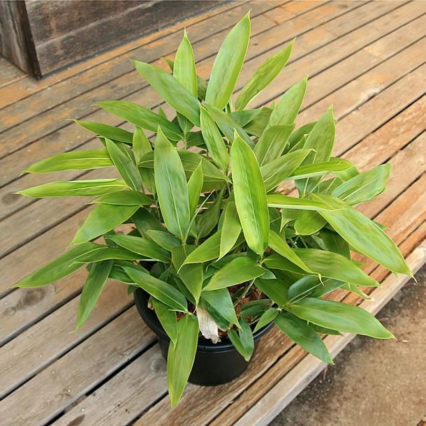 チマキザサ(粽笹)の鉢植え |  | 02