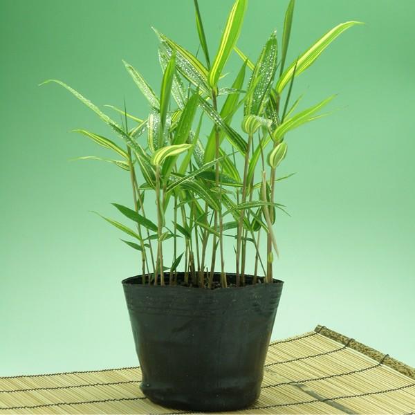 キンメイゴキダケ(金明御器竹)のポット苗 | 