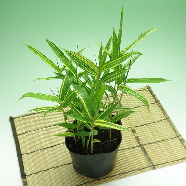 キンメイゴキダケ(金明御器竹)のポット苗 : 竹の緑 - 通販 - Yahoo