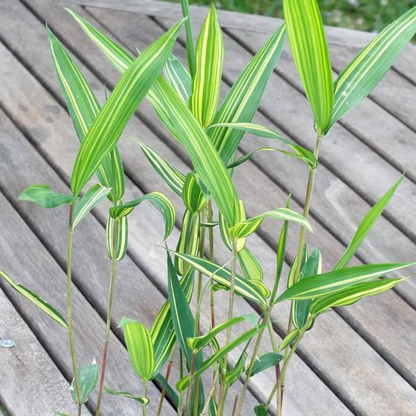 キンメイゴキダケ(金明御器竹)のポット苗 : 竹の緑 - 通販 - Yahoo