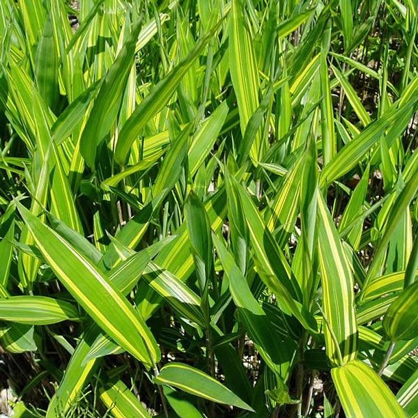 キンメイゴキダケ(金明御器竹)のポット苗 : 竹の緑 - 通販 - Yahoo