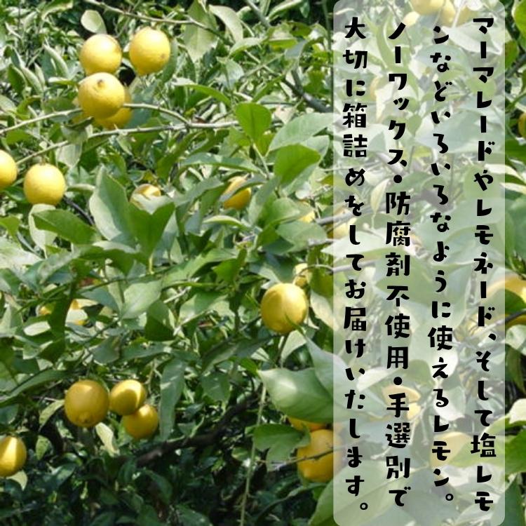 国産(和歌山有田産) たけひこ レモン 2kg_ ノーワックス ノー防腐剤 減