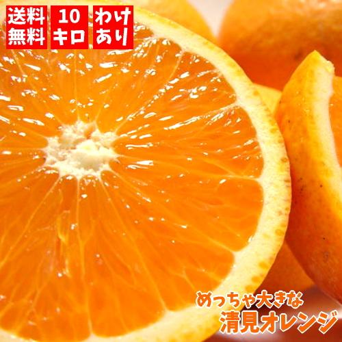 和歌山　清見　オレンジ　訳あり　満杯 めっちゃ大きな 訳あり 清見オレンジ (樹上完熟) 10kg (わけあり 訳
