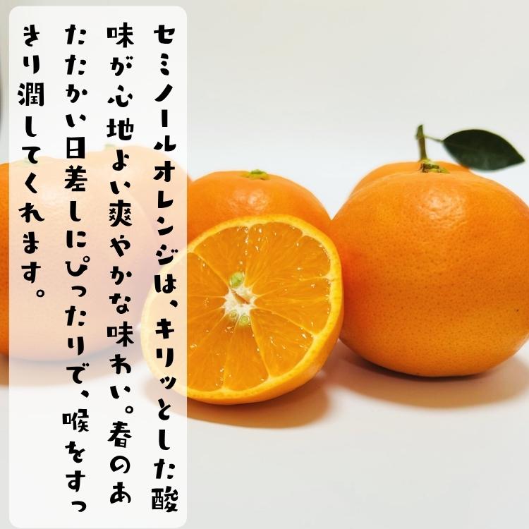 特撰 セミノール オレンジ 5kg_ フルーツ 果物 送料無料 くだもの 産地