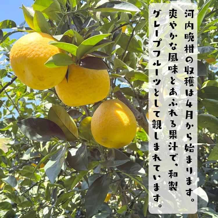爽やか柑橘 特撰 河内晩柑 3.5kg_ フルーツ 果物 送料無料 みかん くだもの 産地直送  ギフト 和歌山 和歌山県 有田 ジューシーオレンジ |  | 02