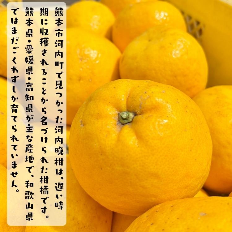 爽やか柑橘 特撰 河内晩柑 3.5kg_ フルーツ 果物 送料無料 みかん くだもの 産地直送  ギフト 和歌山 和歌山県 有田 ジューシーオレンジ |  | 03