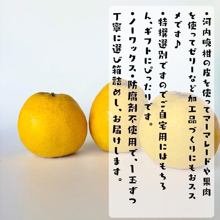 爽やか柑橘 特撰 河内晩柑 3.5kg_ フルーツ 果物 送料無料 みかん くだもの 産地直送  ギフト 和歌山 和歌山県 有田 ジューシーオレンジ |  | 04