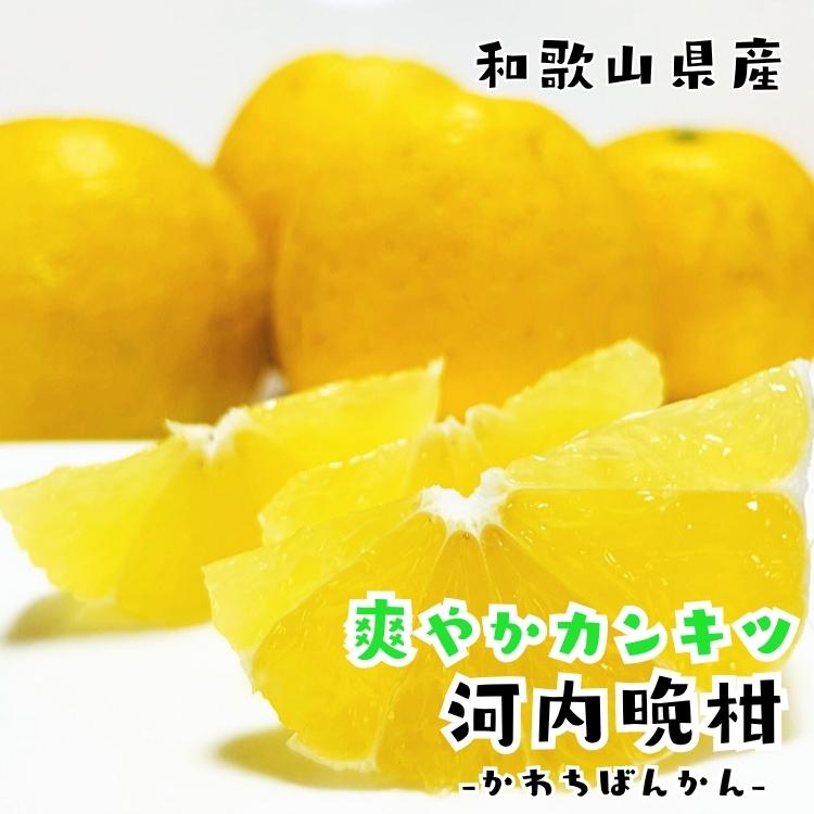 爽やか柑橘 特撰 河内晩柑 3.5kg_ フルーツ 果物 送料無料 みかん くだもの 産地直送  ギフト 和歌山 和歌山県 有田 ジューシーオレンジ |  | 06
