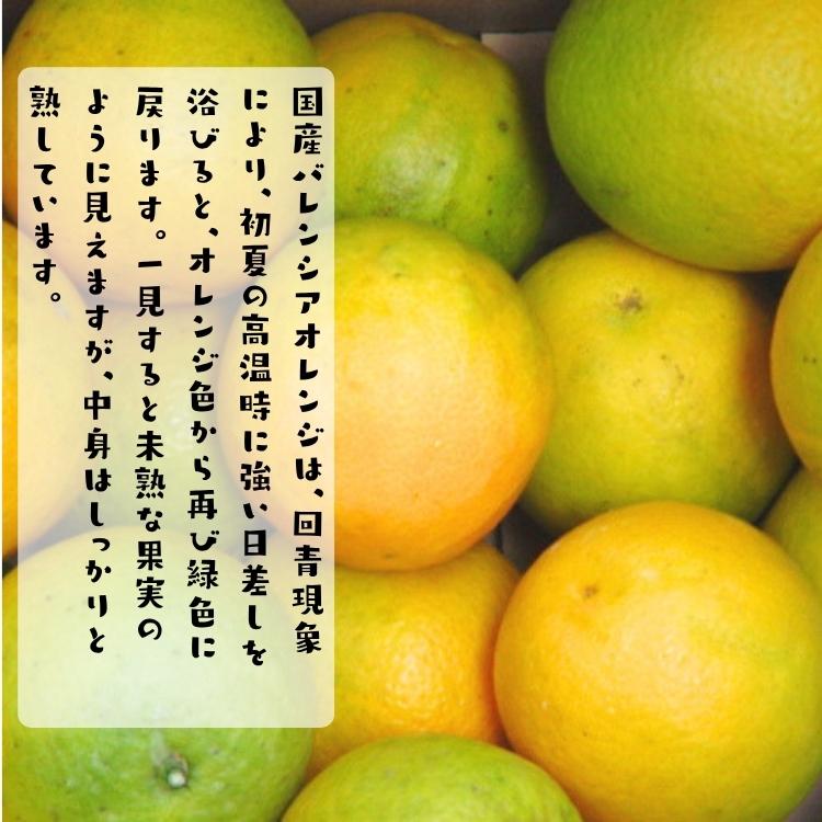 爽快カンキツ 特撰 国産 バレンシア オレンジ 3kg_ お試し 不揃い