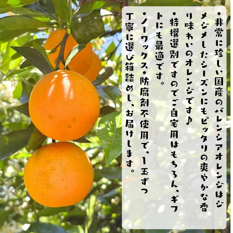 爽快カンキツ 特撰 国産 バレンシア オレンジ 3kg_ お試し 不揃い