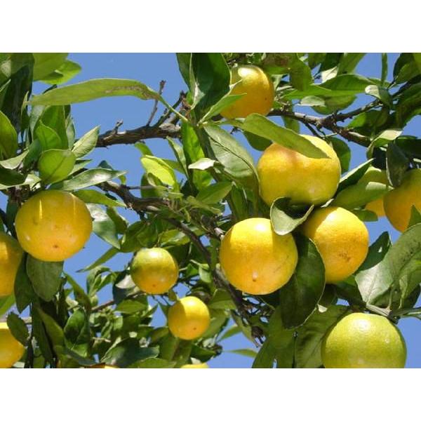 特撰 ゆら早生 有田 みかん 3kg_ お試し フルーツ 果物 送料無料