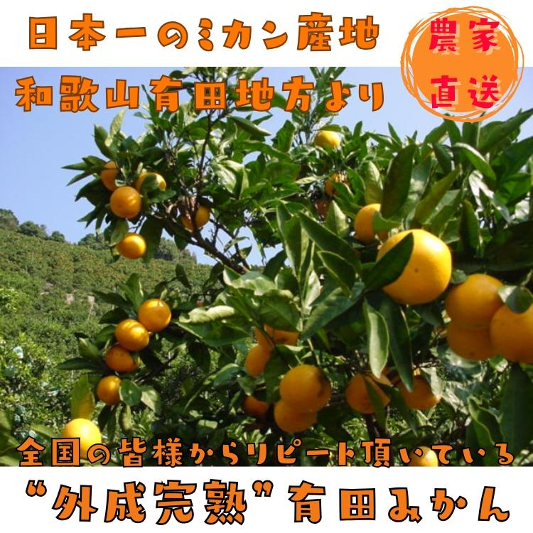 【予約】みかん 訳あり 有田みかん お試し ご家庭用 粗選別 外成 完熟 有田 みかん 3kg +200g(傷み補償分)_ わけあり 送料無料 ミカン 和歌山県 自宅用 不揃い |  | 03
