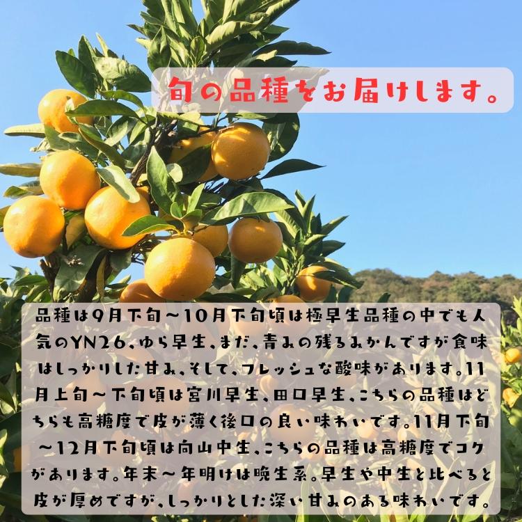 ご家庭用 粗選別 外成 完熟 有田 みかん 5kg_ わけあり 訳あり