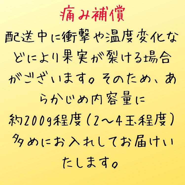 【予約】ご家庭用 粗選別 外成 完熟 有田 みかん 10kg+200g(痛み補償分)  _ わけあり 訳あり フルーツ 果物 送料無料 ふぞろい 自宅用 ミカン 和歌山 有田みかん |  | 12
