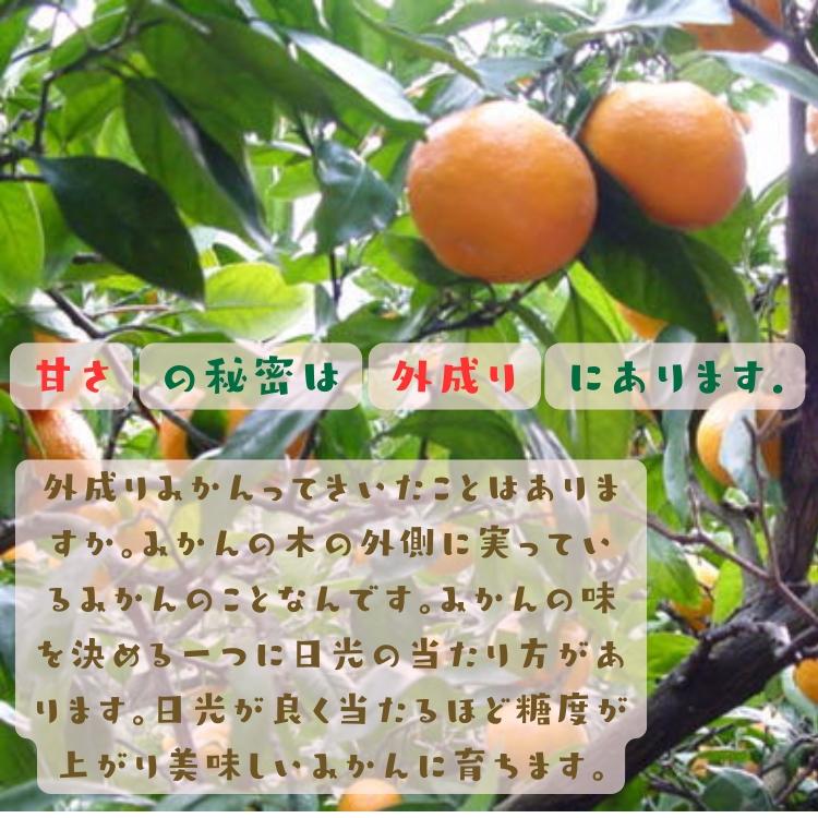 ご家庭用 粗選別 外成 完熟 有田 みかん 10kg  _ わけあり 訳あり フルーツ 果物 送料無料 ふぞろい 自宅用 ミカン くだもの 温州みかん 和歌山 有田みかん |  | 05