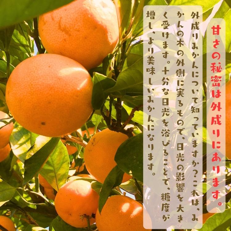 【予約】ご家庭用 粗選別 外成 完熟 有田 みかん 10kg+200g(痛み補償分)  _ わけあり 訳あり フルーツ 果物 送料無料 ふぞろい 自宅用 ミカン 和歌山 有田みかん |  | 05