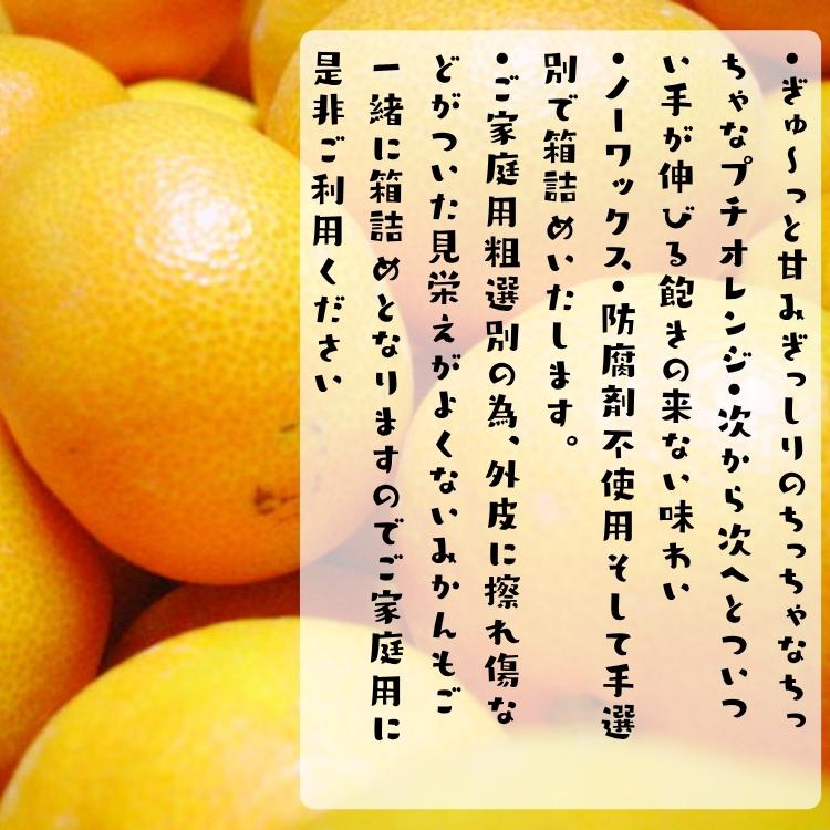 【予約】小玉 有田 みかん 完熟プチオレンジ (ご家庭用粗選別) 5kg ＋200ｇ（傷み補償分）_ 小さい 小粒 こつぶ わけあり 訳あり ミカン 産地直送 和歌山 有田 |  | 03