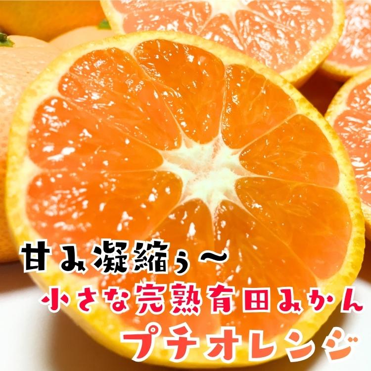 【予約】小玉 有田 みかん 完熟プチオレンジ (ご家庭用粗選別) 10kg ＋200ｇ（傷み補償分）_ 小さい 小粒 こつぶ わけあり 訳あり ミカン 産地直送 和歌山 有田 |  | 06