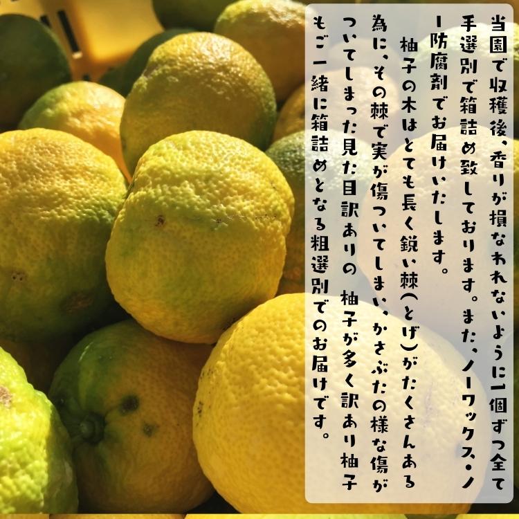 【予約】ゆず 訳あり ご家庭用粗選別 爽やか 柚子 ( ゆず ) 1kg +200g(傷み補償分)_ わけあり ノーワックス ノー防腐剤 産地直送 減農薬 和歌山 不揃い ユズ |  | 02
