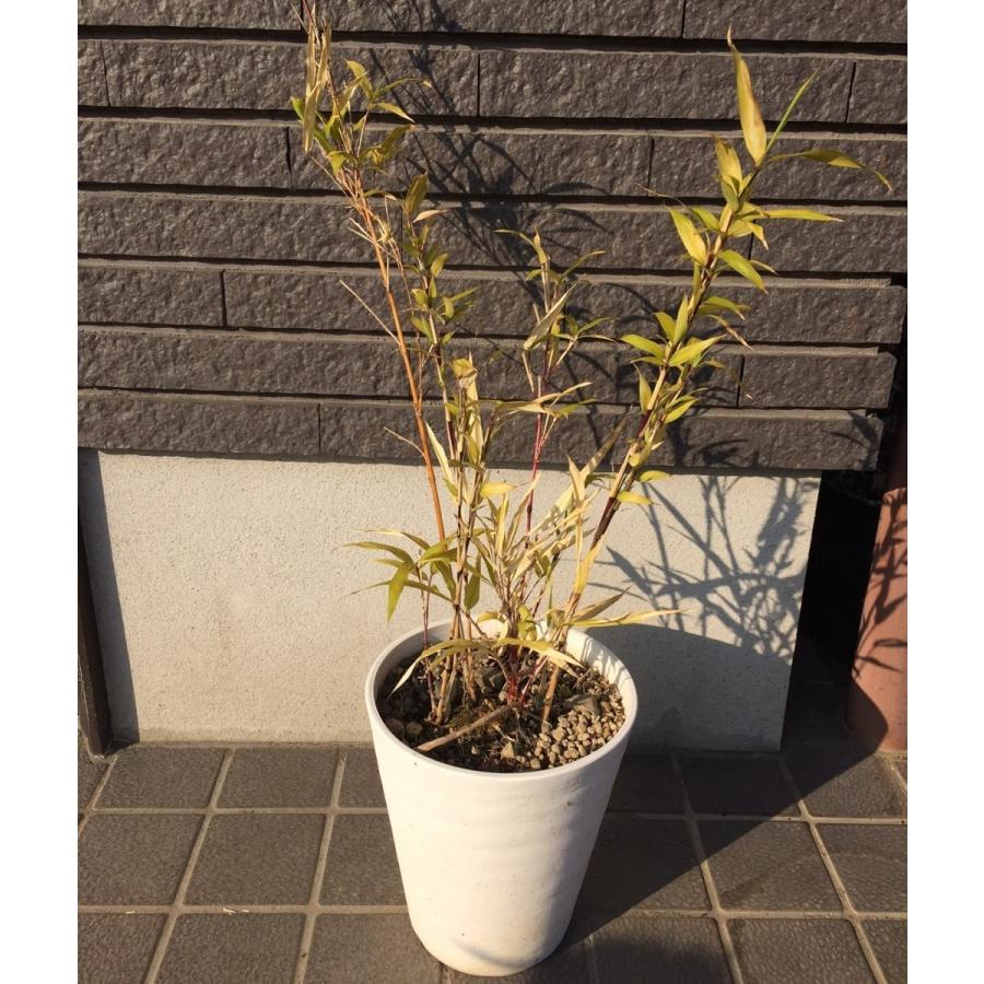 朱竹 チゴカンチク鉢植え 中 植え替え用 縁起物として 南九州産 Chigokanchiku40cm アース国産自然工房 通販 Yahoo ショッピング