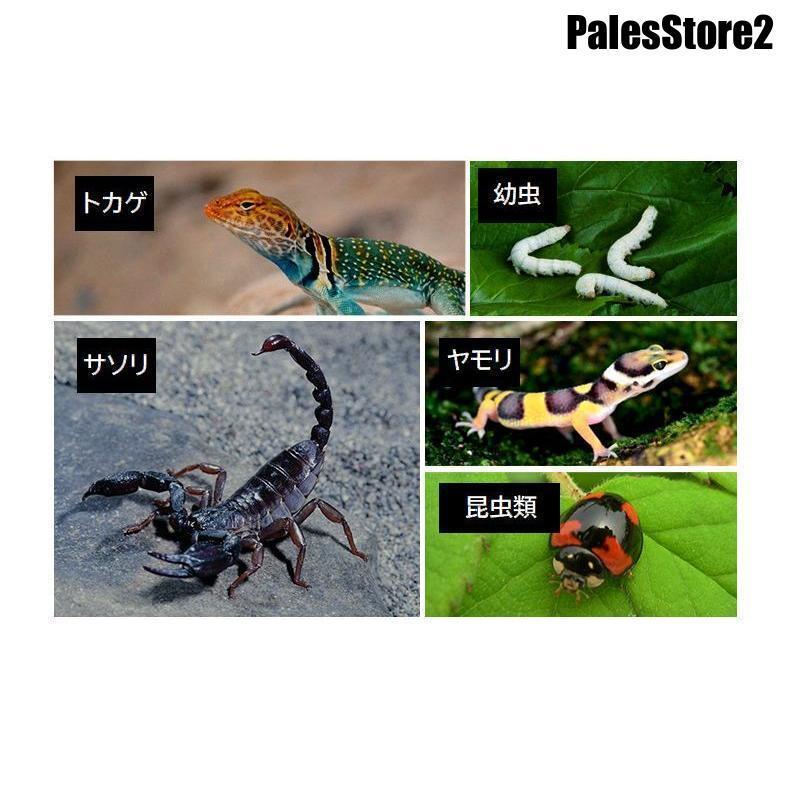 飼育ケージ 飼育ケース 爬虫類用 昆虫用 トカゲ ヤモリ 蜘蛛