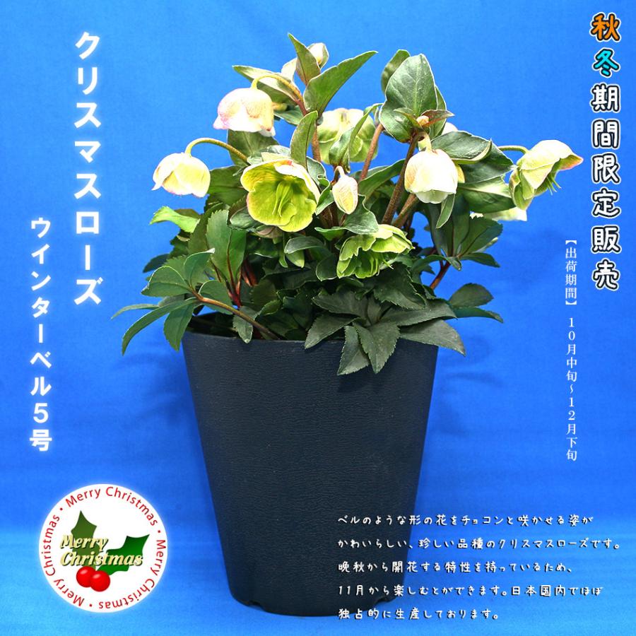 秋冬限定 ローズ ウインターベル 5号 鉢花 開花株 開花 受験 合格 祈願 人気 風水 癒し インテリア 飾り プレゼント おしゃれ かわいい 生花 Kawamura 001 ギフト通販の専門店たきび 通販 Yahoo ショッピング