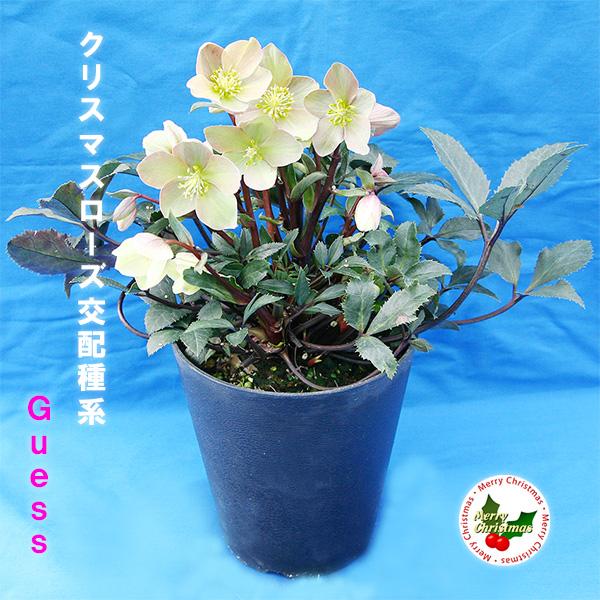 秋冬限定 ローズ Guess ゲス 5号 鉢花 開花株 開花 受験 合格 祈願 人気 風水 癒し インテリア 飾り プレゼント おしゃれ かわいい 生花 Kawamura 002 ギフト通販の専門店たきび 通販 Yahoo ショッピング