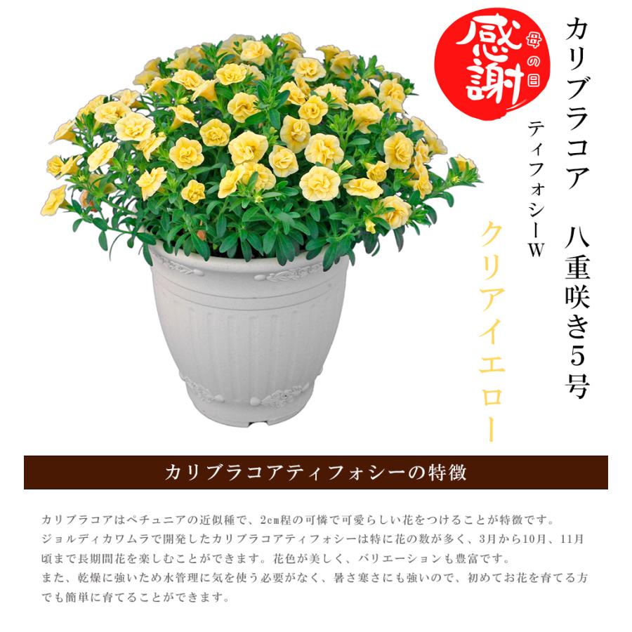 母の日限定 カリブラコア 八重咲き クリアイエロー ティフォシーw 5号 鉢花 開花株 開花 人気 風水 癒し インテリア 飾り プレゼント おしゃれ かわいい Kawamura 008 ギフト通販の専門店たきび 通販 Yahoo ショッピング