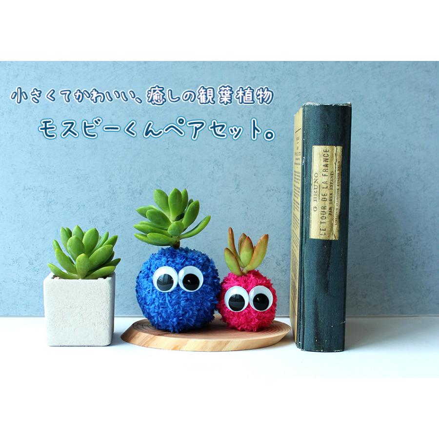癒しの観葉植物モスビーくん 選べるペアセット 結婚祝い 出産祝い 退職祝い 快気祝い 花粉なし おしゃれ かわいい ギフト 誕生日プレゼント 贈答 贈り物 Suzukakaki 001 ギフト通販の専門店たきび 通販 Yahoo ショッピング