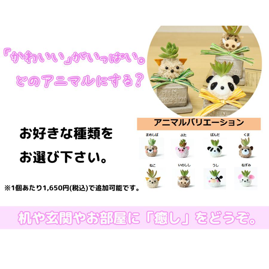 癒しの観葉植物 選べるアニマル陶器 結婚祝い 出産祝い 退職祝い 快気祝い 花粉なし おしゃれ かわいい ギフト 誕生日プレゼント 贈答 贈り物 Suzukakaki 008 ギフト通販の専門店たきび 通販 Yahoo ショッピング