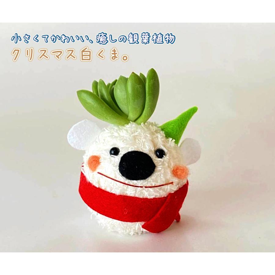 癒しの観葉植物 白くま プレゼント 結婚祝い 出産祝い 退職祝い 快気祝い 花粉なし おしゃれ かわいい ギフト 誕生日プレゼント 贈答 Suzukakaki 015 ギフト通販の専門店たきび 通販 Yahoo ショッピング