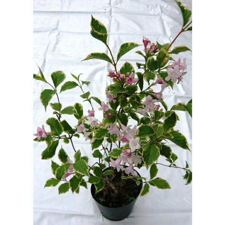 斑入りウツギ 空木 苗 Fuiri Utsugi 花の郷 滝谷花しょうぶ園 通販 Yahoo ショッピング